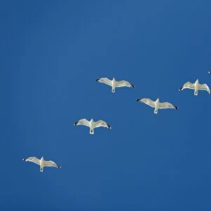 Herring Gull - flock in flight - Island of Texel - Holland