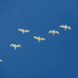 Herring Gull - flock in flight - Island of Texel - Holland Herring Gull - flock in flight - Island of Texel - Holland