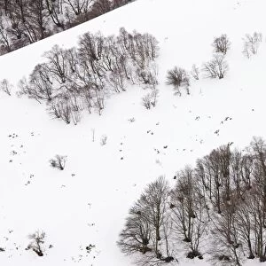 High altitude beech and birch woodland in winter on the Col de La Croix Morand (1401 m) in the Volcans d'Auvergne Regional Natural Park, Massif Central, France