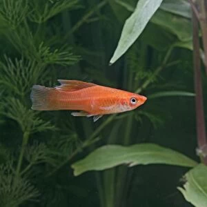 High fin swordtail – side view- tropical freshwater - variant 002585