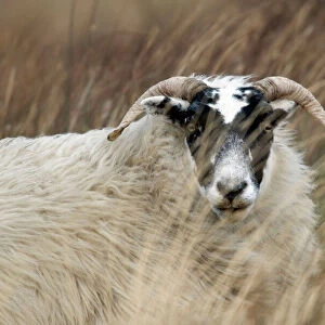 Highland Blackface Sheep Islay Scotland