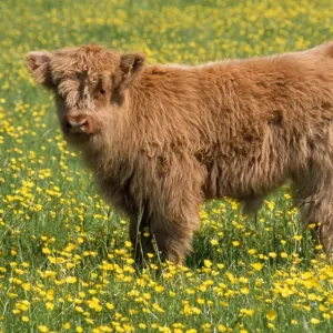 Highland Cattle