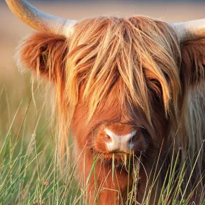 Highland Cattle - chewing on grass - Norfolk grazing marsh - UK