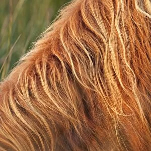 Highland Cattle - close-up of hairy coat - Norfolk grazing marsh - UK