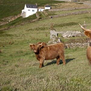 Highland Cattle - Cornwall - UK
