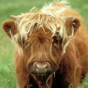 Highland Cattle Cow, calf