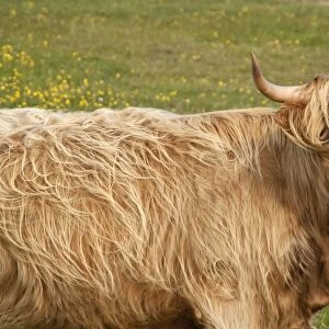 Highland cattle - Portrait showing head and shoulders - North Uist - Outer Hebrides - Scotland