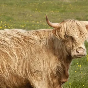 Highland cattle - Portrait showing head and shoulders - North Uist - Outer Hebrides - Scotland Highland cattle - Portrait showing head and shoulders - North Uist - Outer Hebrides - Scotland