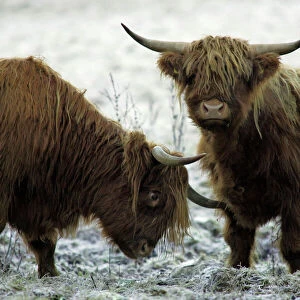 Highland Cattle - Two young bulls Lower Saxony, Germany