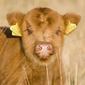 Highland Cattle - young with tags on ears - Norfolk grazing marsh - UK