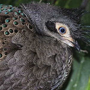 Himalayan Grey Peacock Pheasant