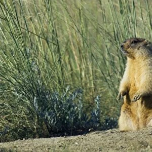 Himalayan Marmot - fat adult - ready for hibernation - observes and sniffs surroundings for a potential danger - stands upright for an elevated point of view - next to the borrow on the left - warms himself up in the sun after a night in a cold