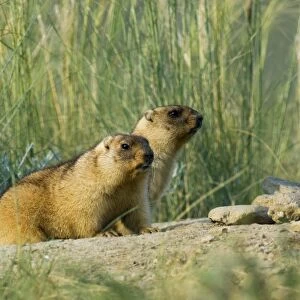 Himalayan Marmot - a pair of fat adults, ready for hibernation - observe surroundings for danger first after getting out from a burrow - surrounded by typical steppe grasses - common in steppes of Orenburg region - South Russia - early morning