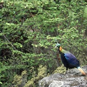 Himalayan Monal Pheasant - male Sagarmatha National Park Nepal