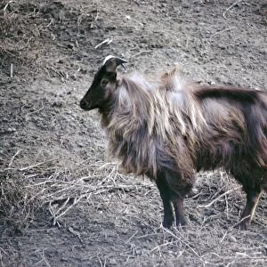 Himalayan Tahr - male