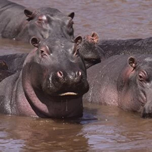 Hippo - herd in water pool - Maasai Mara - Kenya