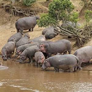 Hippo - herd by water pool - Maasai Mara - Kenya
