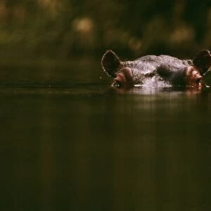 Hippopotamus - low in water of river - Kenya, Nile River valley of East Africa JFL01147