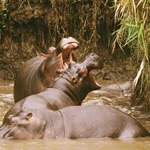 Hippopotamus - ritualised fighting, gaping the mouth up to 150 degrees in a show of dominance, Maasai Mara National Reserve, Kenya, Nile River valley of East Africa JFL01099