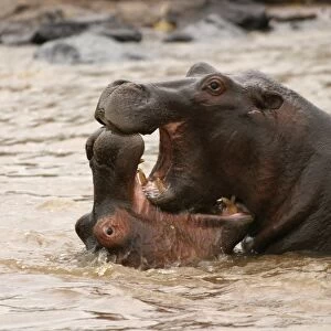 Hippopotamus Two in water fighting together Maasai Mara, Africa