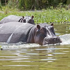 Hippopotamus - In water threatening - Lake Naivasha Kenya Africa