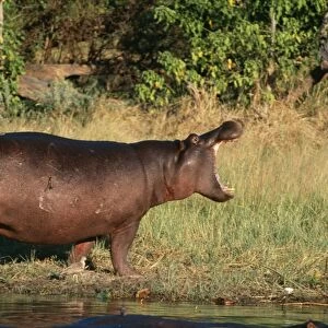 Hippopotamus - yawning Okavango Delta, Botswana