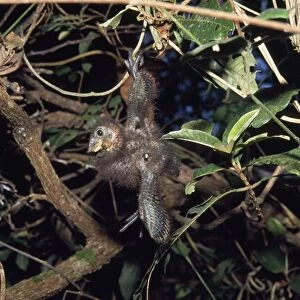 Hoatzin - chick hanging from branch, wing hook visible