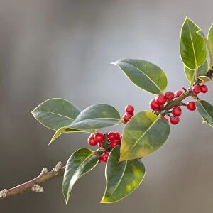 Holly branch and berries - UK