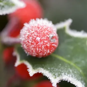 Holly Rimed berries - In frost Holly Rimed berries - In frost