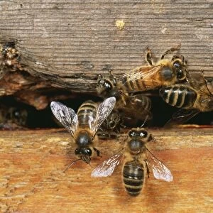 Honey Bee SPH 358 At hive entrance, UK. Apis mellifera © Steve Hopkin / ARDEA LONDON