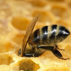 Honey Bee - worker with head in honeycomb - UK