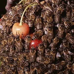 Honey Bee ZT 47 Swarm on cheeries Apis mellifera © Z. Tunka / ARDEA LONDON