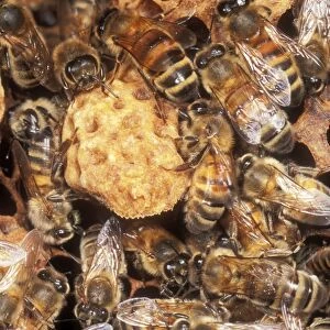 Honey Bees With Queen cell, UK