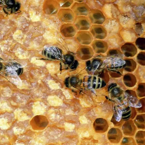 Honey Bees - tending honeycomb - UK