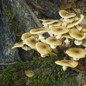 Honey Fungus / Boot-lace Fungus, found in dense clusters on or around trunks or stumps of deciduous trees. This is one of the most dangerous parasites of trees. causing intensive white rot. and ultimately death