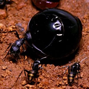 Honeypot ant - replete