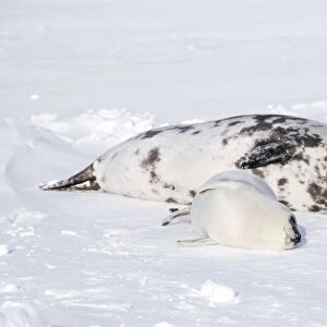 Hooded Seal - Female and pup in snow