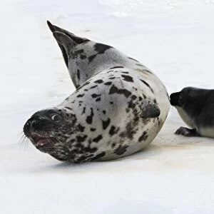 Hooded Seal - female & young, 4 days old