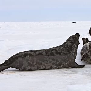 Hooded Seal - male & female