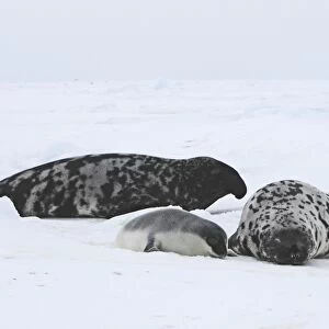 Hooded Seal - male female & 4 day old young Magdalen Islands Quebec Canada