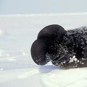 Hooded Seal Male with its porboscis ("hood") inflated