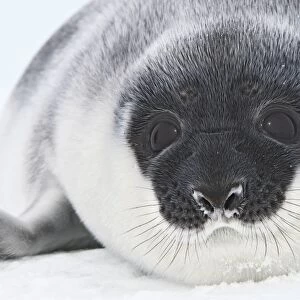 Hooded Seal - young 4 days old Magdalen Islands Canada