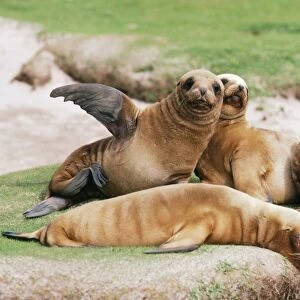 Hooker's / New Zealand Sea Lion - Pups, Enderby Island, Auckland Islands, New Zealand SubAntarctic JPF20693