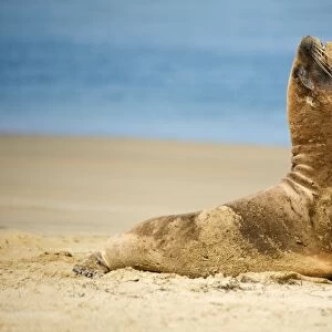 Hooker's Sea Lion young male on sandy beach basking in the sun Surat Bay, Catlins, Southland, South Island, New Zealand