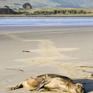 Hooker's sealion - on beach. Serat Bay Catlins - South Island - New Zealand. This is one of the rarest and most endangered species of sealions which were hunted for oil and hide until hunting was banned in 1893