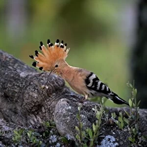 Hoopoe - Bring in food to feed chick at nest site - April - Trusillo - Spain