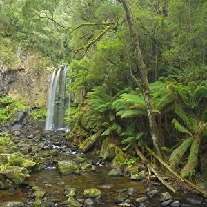 Hopetoun Falls - beautiful and picturesque waterfall creating a shallow river amidst lush temperate rainforest with a lot of treefern growing along the river's banks - Otways Range, Victoria, Australia