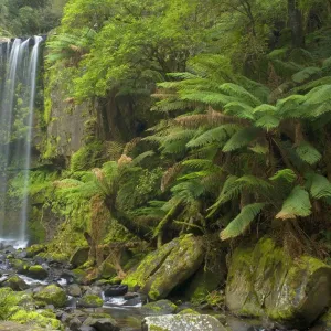 Hopetoun Falls - beautiful and picturesque waterfall creating a shallow river amidst lush temperate rainforest with a lot of treefern growing along the river's banks - Otways Range, Victoria, Australia