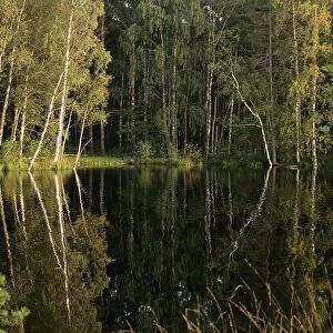 Hornbeam Trees - around water at sunset. Nigula National Park - Estonia