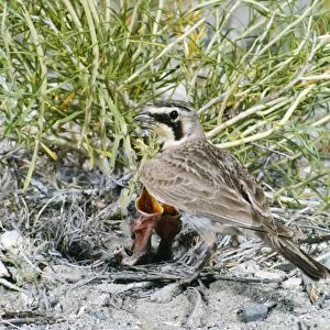 Horned Lark - at nest with young